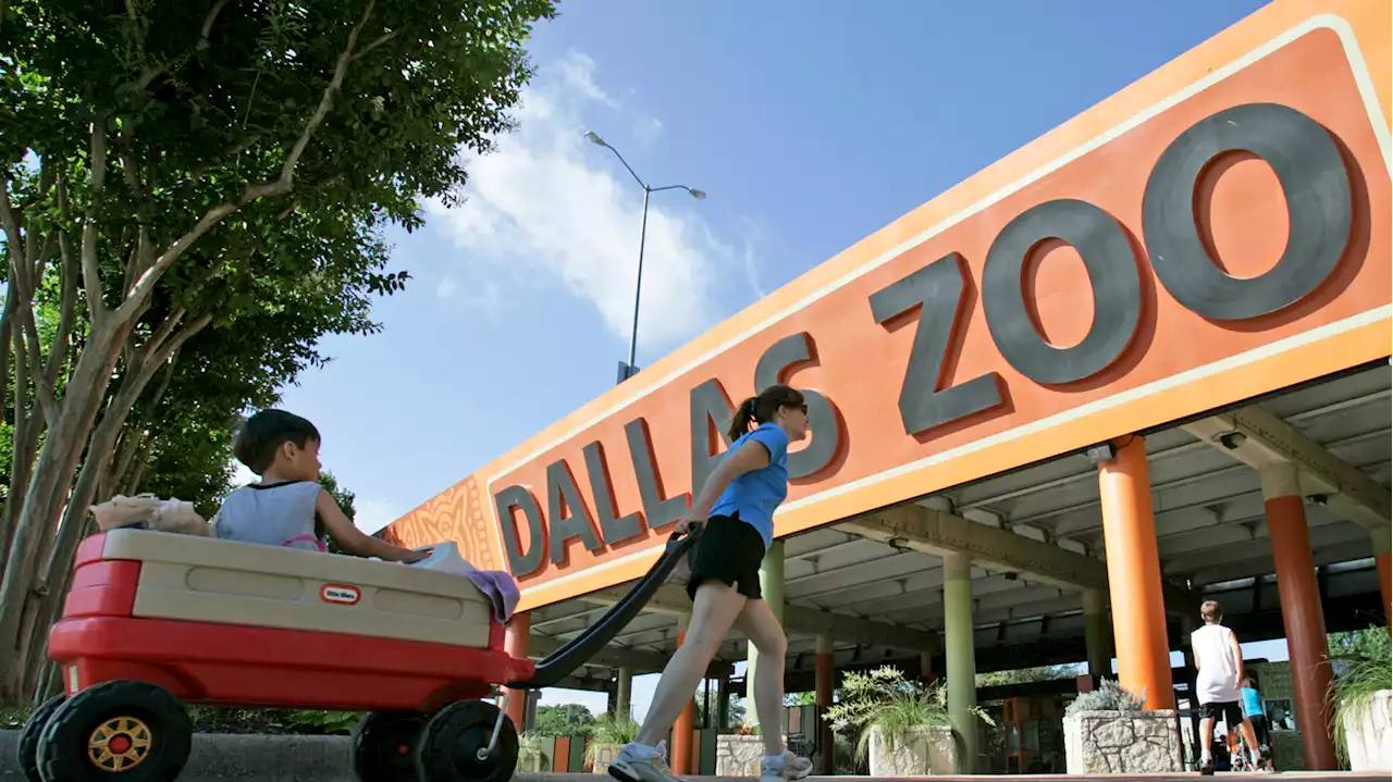 The Dallas Zoo saga serves as a reminder to remain vigilant, national accreditor says