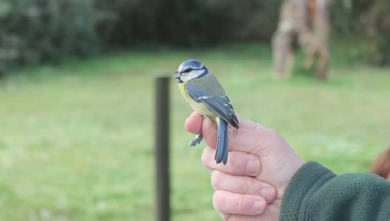 El cambio climático provoca un descenso de aves en los humedales de Cantabria