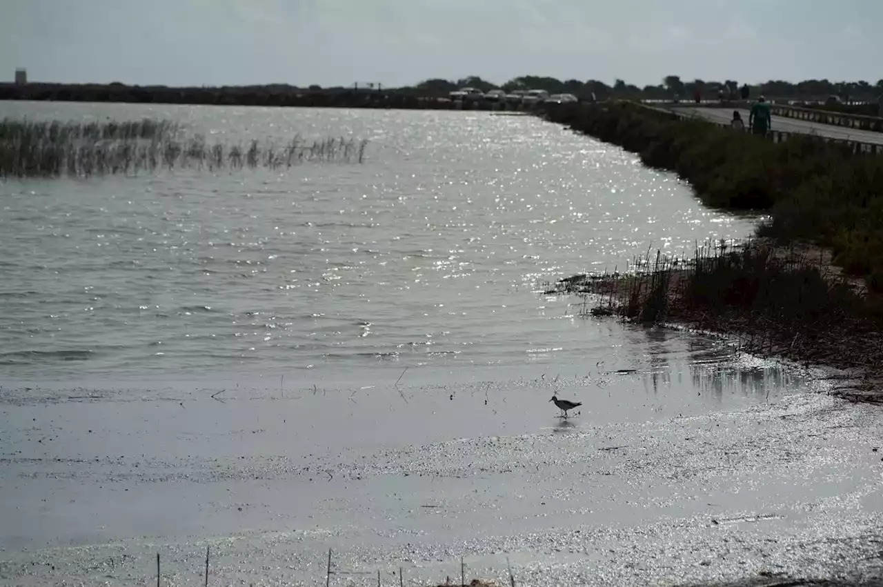 ¿El Mar Menor puede salvarse del colapso?