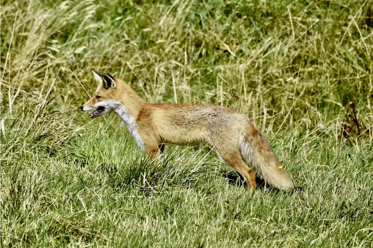 Vogelgrippe bei Säugetieren in Europa ist «besorgniserregend» - Schweizer Bauer