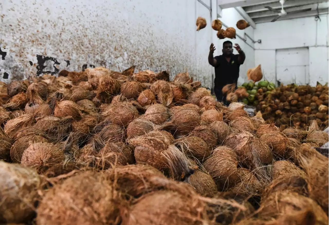 Thaipusam: Break fewer coconuts to curb spending, pollution, says CAP