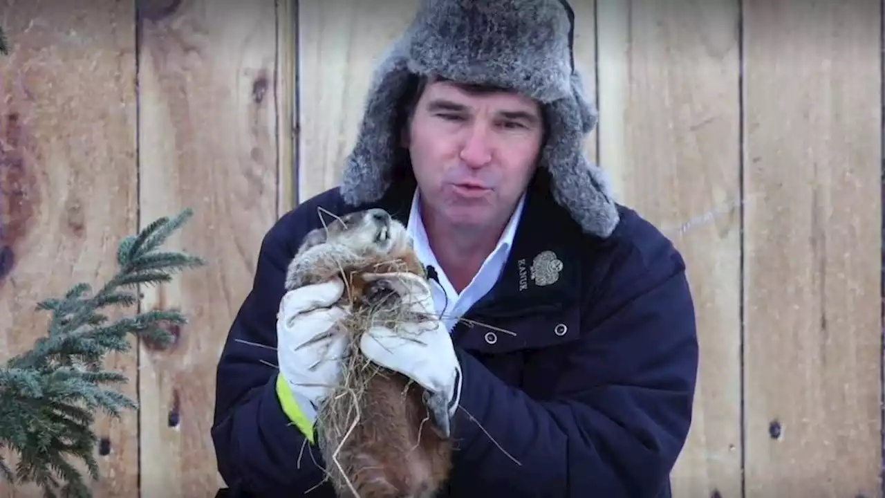 Canadian Groundhog Found Dead Hours Before Prediction Ceremony