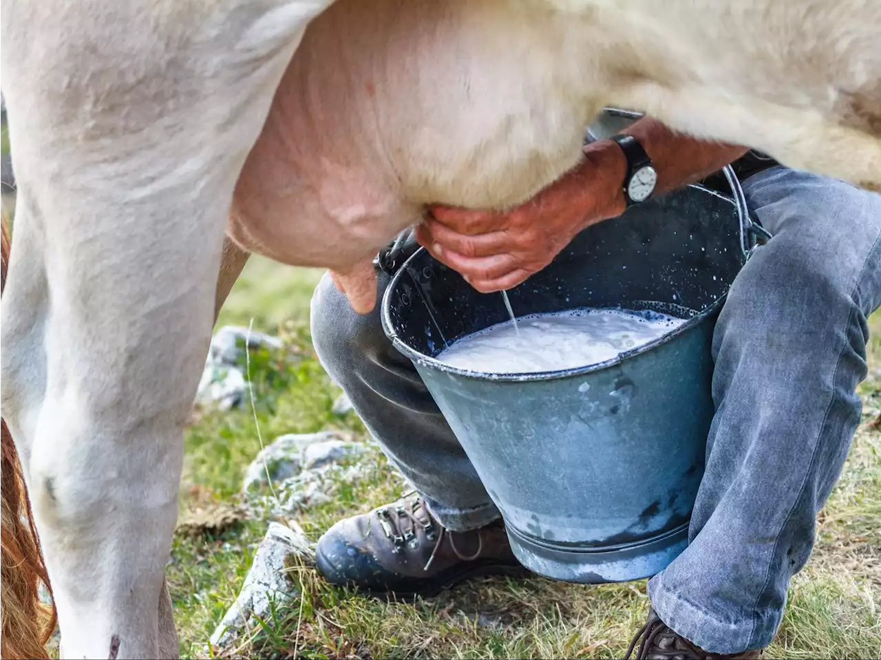 LILLEY UNLEASHED: Canada's dirty dairy secret gets exposed