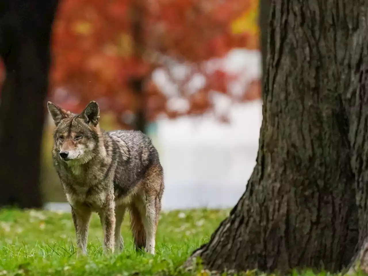 Toronto among Ontario cities urging residents to report coyote dens near homes