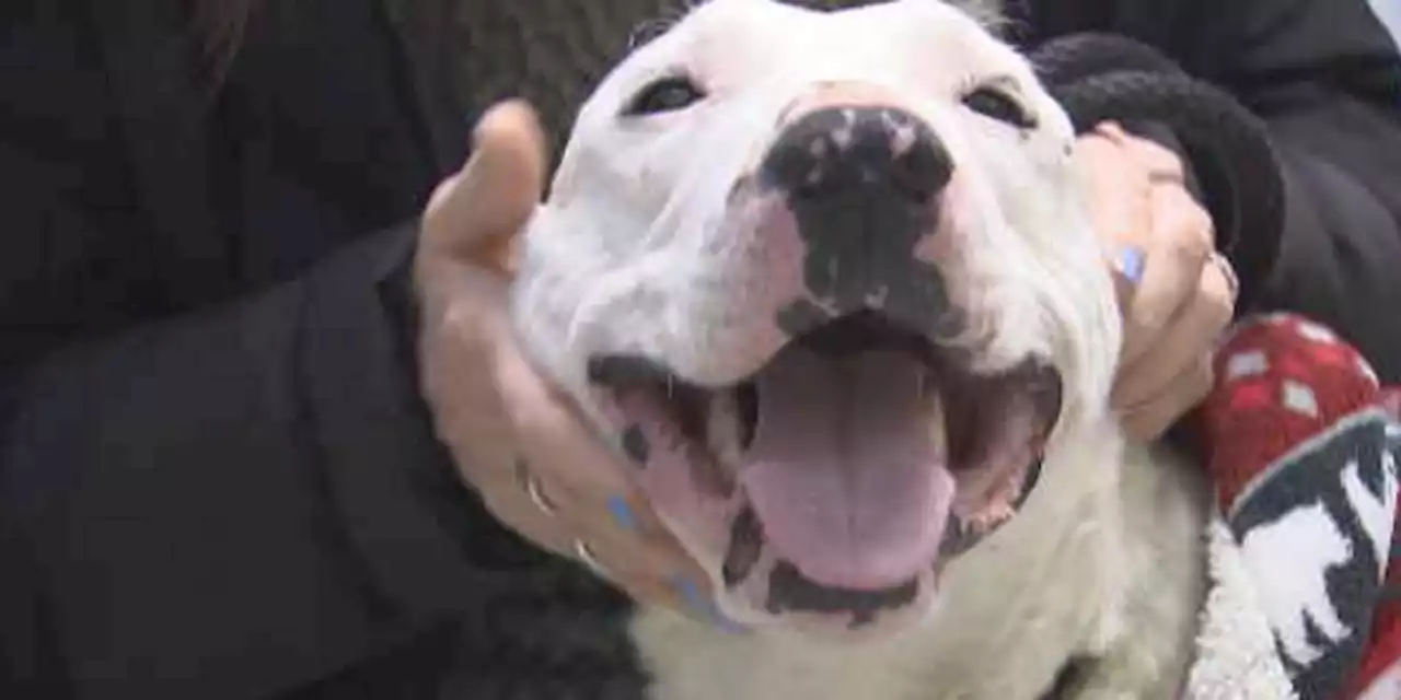 White dog spotted living with coyote pack in Nevada rescued