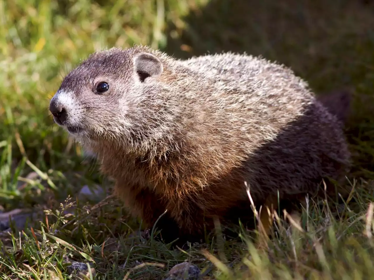 A Canadian groundhog was found dead just before he was supposed to predict if we'd get more winter