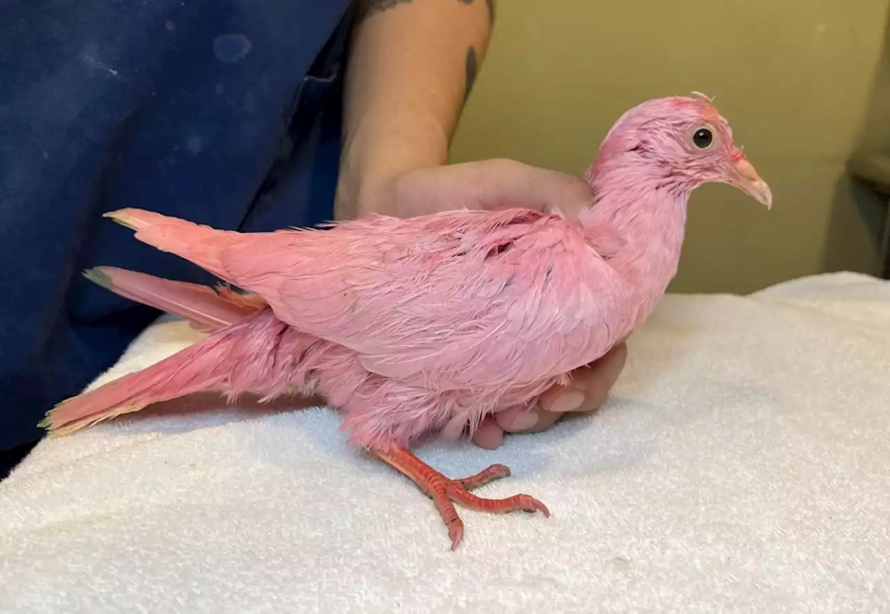 Pigeon dyed pink found in New York City, believed to be for gender reveal party