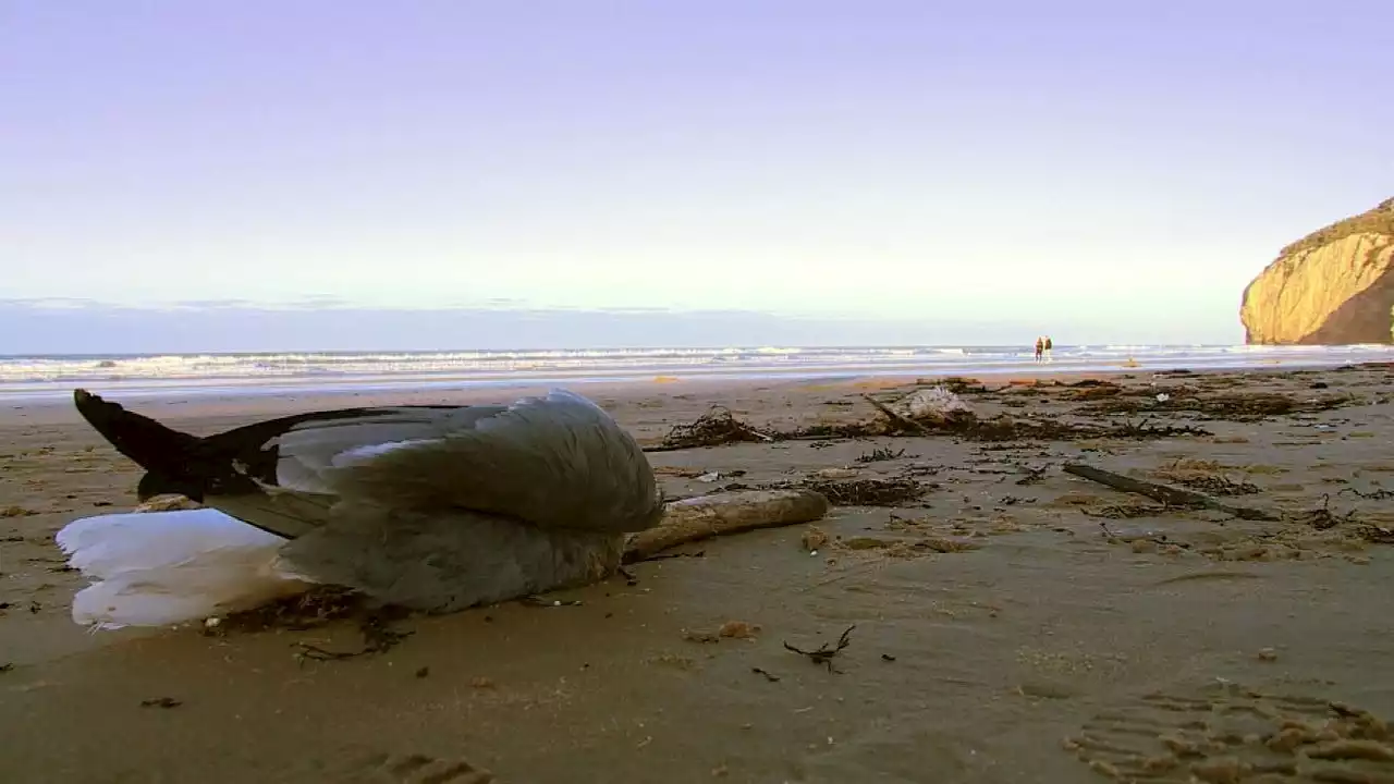 Miles de aves aparecen muertas en las playas del Cantábrico