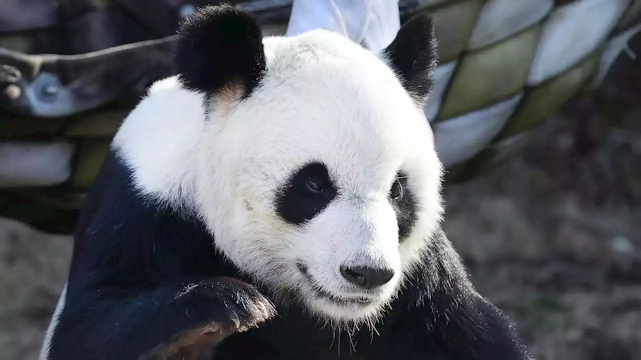 Giant panda Le Le dies after 20 years at Memphis Zoo