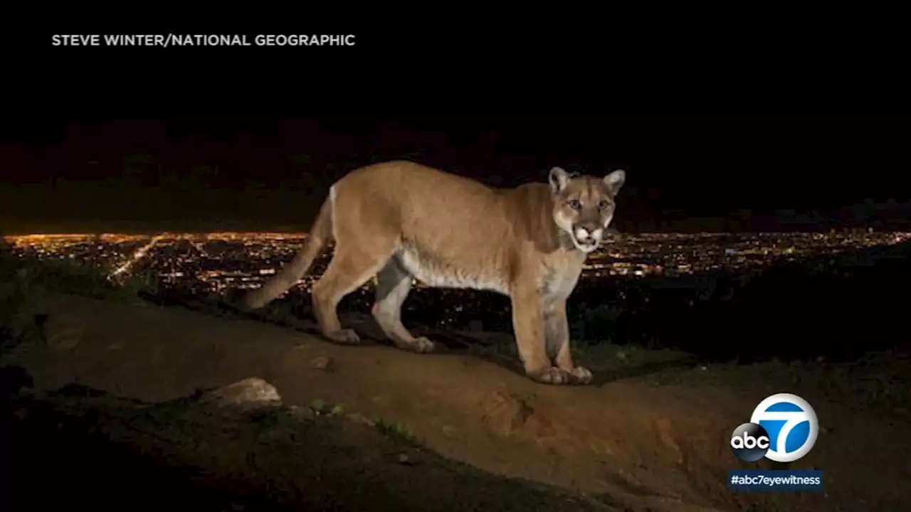 Celebration of life for famed mountain lion P-22 set for Greek Theatre on Saturday