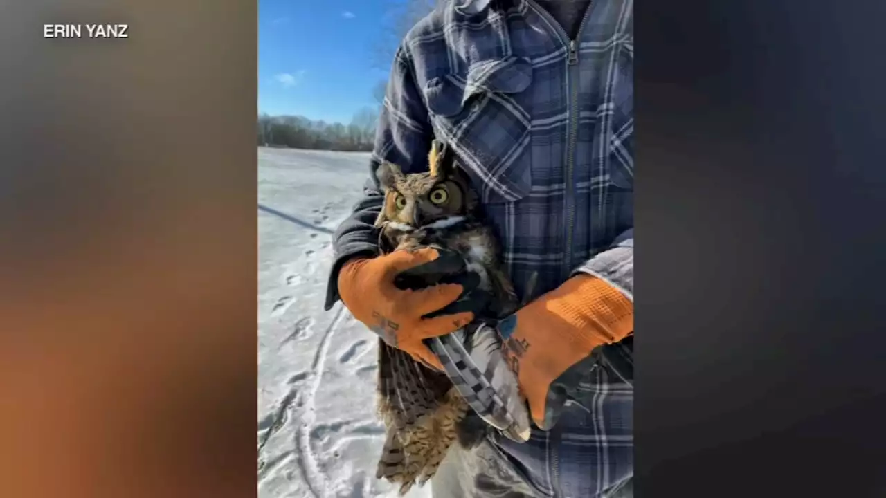 Great horned owl will recover after being rescued from icy lake in Indiana