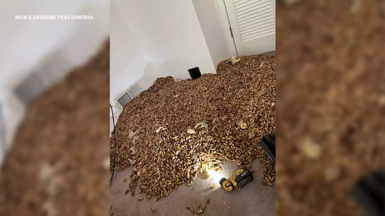 Pest control company says woodpecker stored over 700 lbs of acorns in walls of CA home