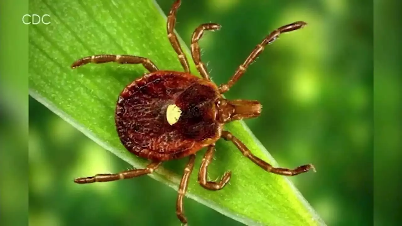 Recent storms could lead to terrible tick season for Bay Area, especially in this county