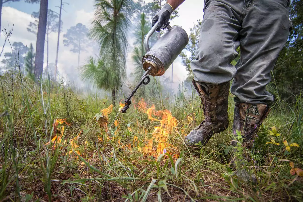 USDA burning 111,000 acres in Alabama’s national forests: Here’s where and when