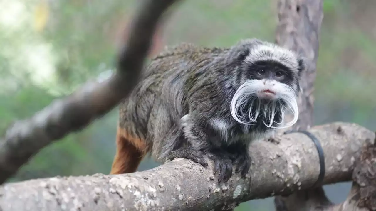 Suspect in missing monkeys case arrested after Dallas aquarium visit, police say