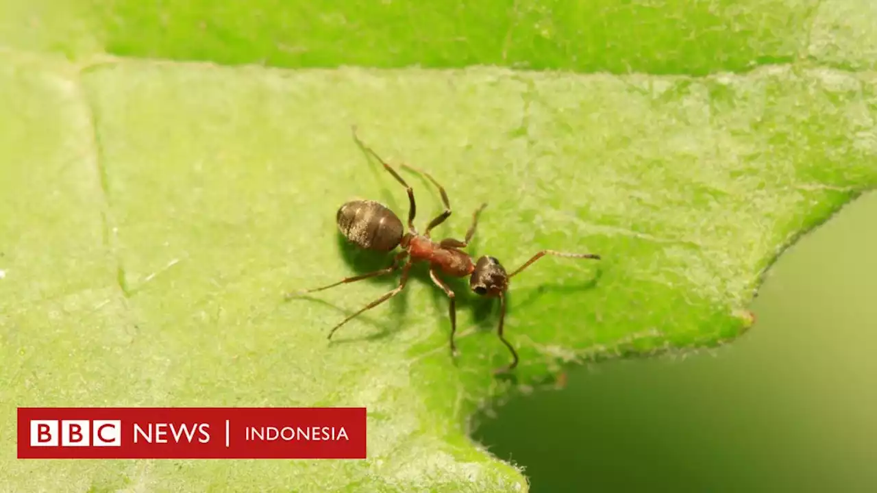 Semut-semut yang bisa mengendus kanker - BBC News Indonesia