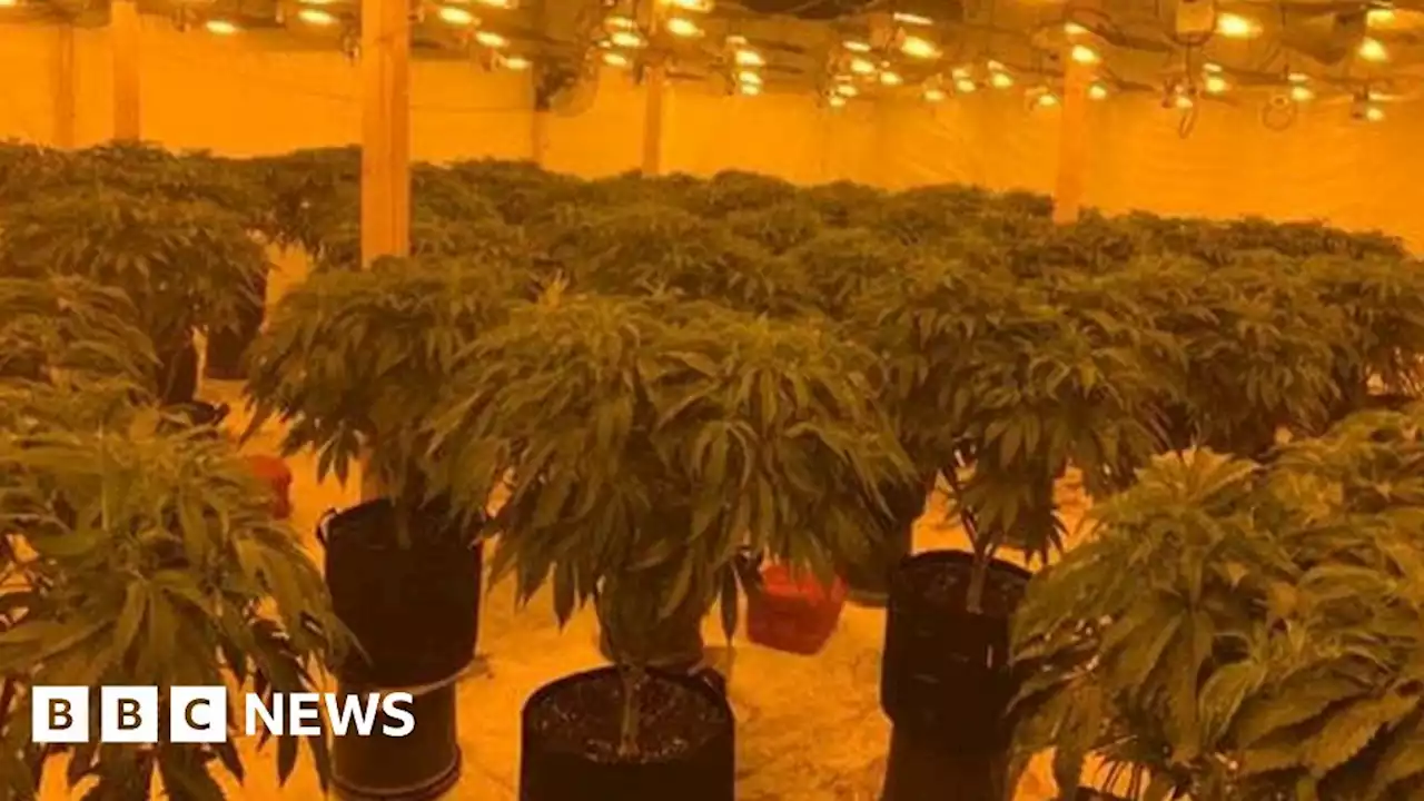 Large cannabis farm investigated in County Down