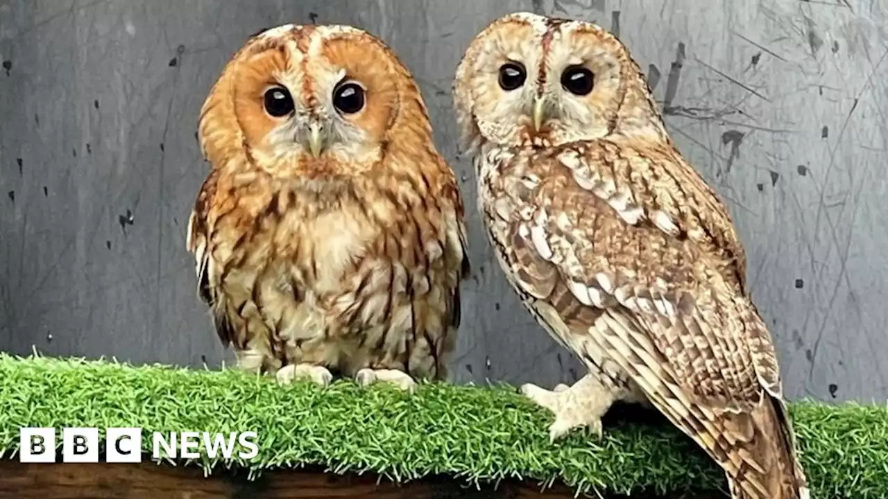 Suffolk Owl Sanctuary pair fly down 'wedding aisle' after rescue