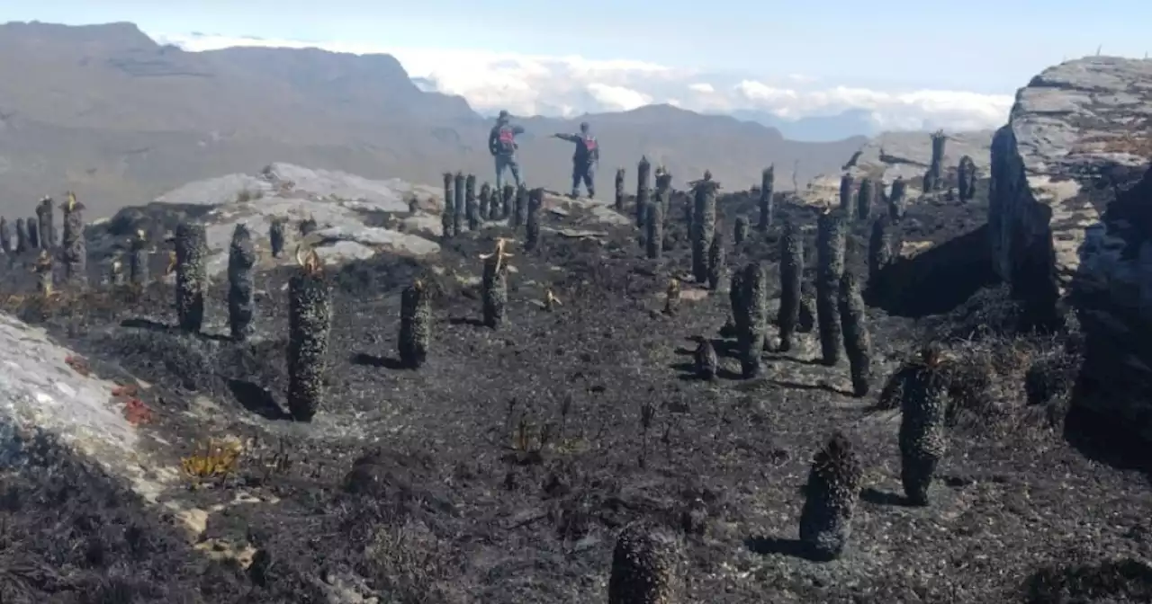 Más de 50 frailejones del páramo de Almorzadero, Santander, fueron destruidos por incendio forestal