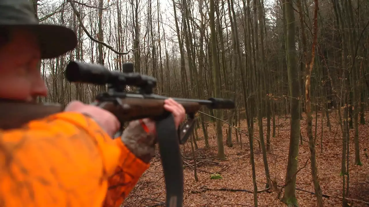 Zu viele Hirsche: Staatswald geht neue Wege im Wildmanagement