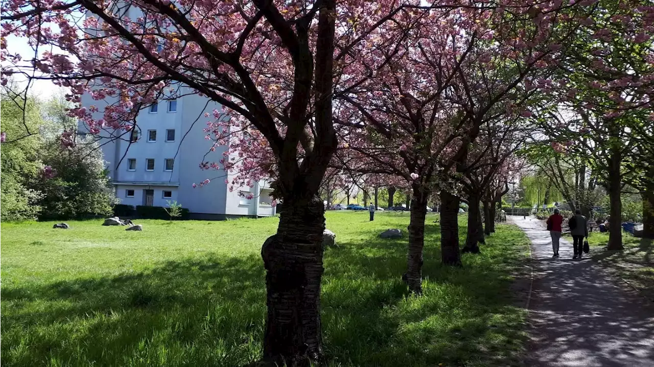 Anwohner trauern um ihre rosa Kirschbäume