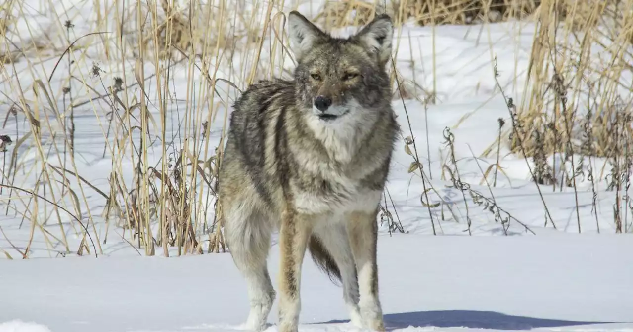 Coyote sightings in Aurora area set to spike as mating season begins to peak