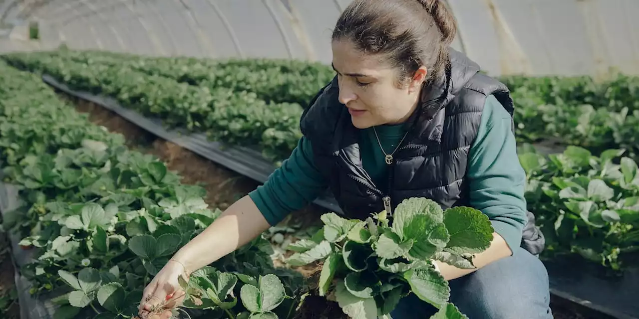 Libanon-Forscherin trotzt dem Klimawandel und hat einen Tipp für uns