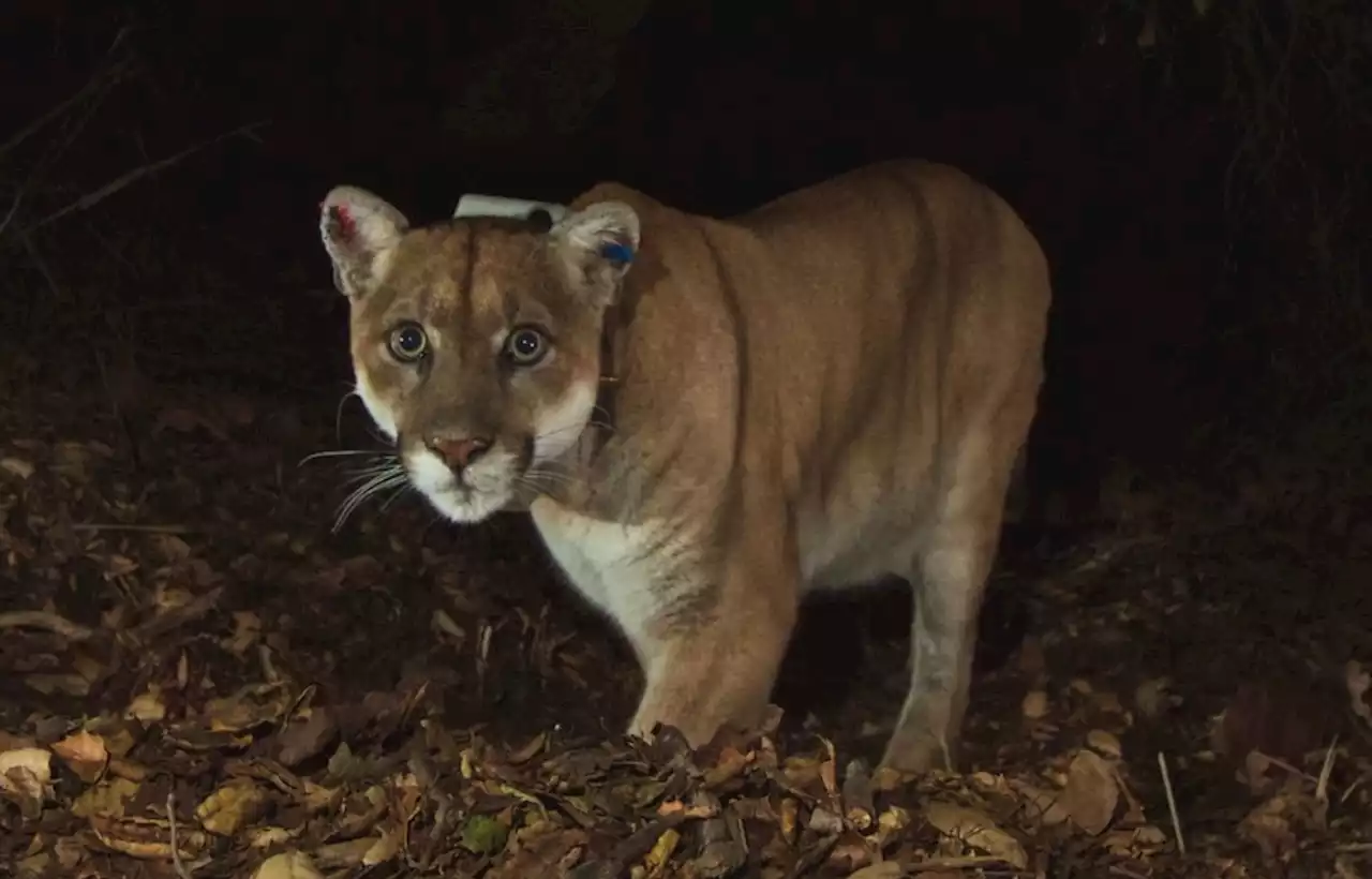 Celebrity Mountain Lion P-22 To Be Memorialized At Public Wake, But Controversy Looms Over His Remains – Watch Livestream