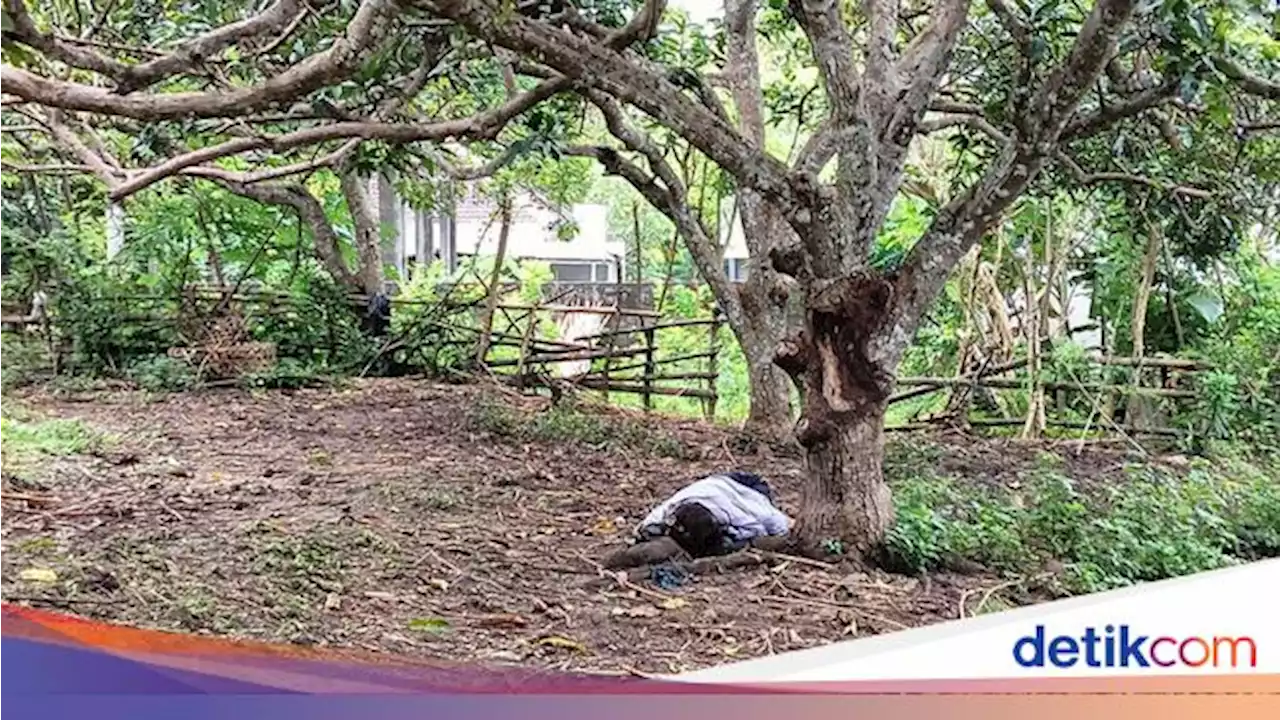 Viral Bule Rusia Tidur di Kandang Sapi Warga Ungasan Bali