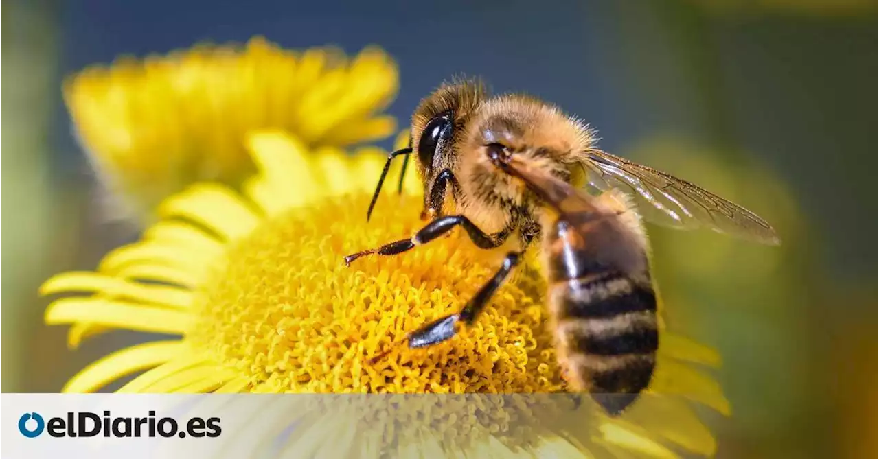 España lleva cinco años usando insecticidas 'mata-abejas' prohibidos en Europa