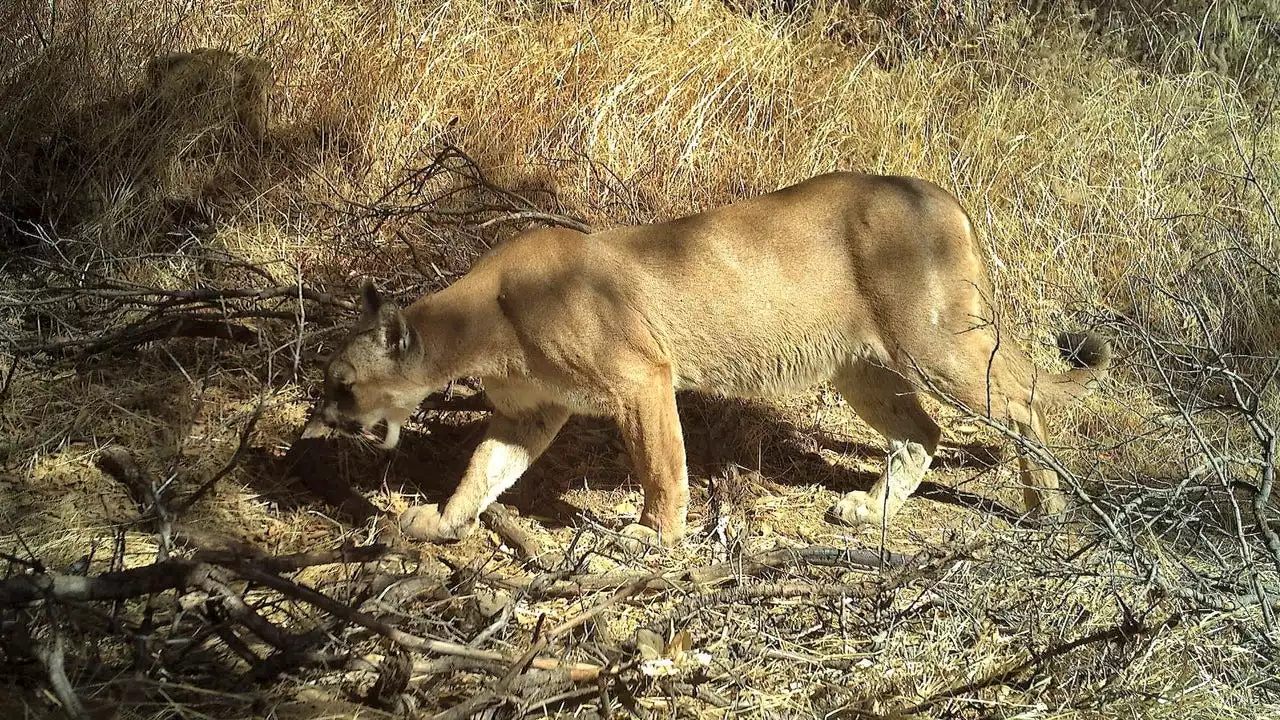 California mountain lions killed on roads at concerning rates, study shows