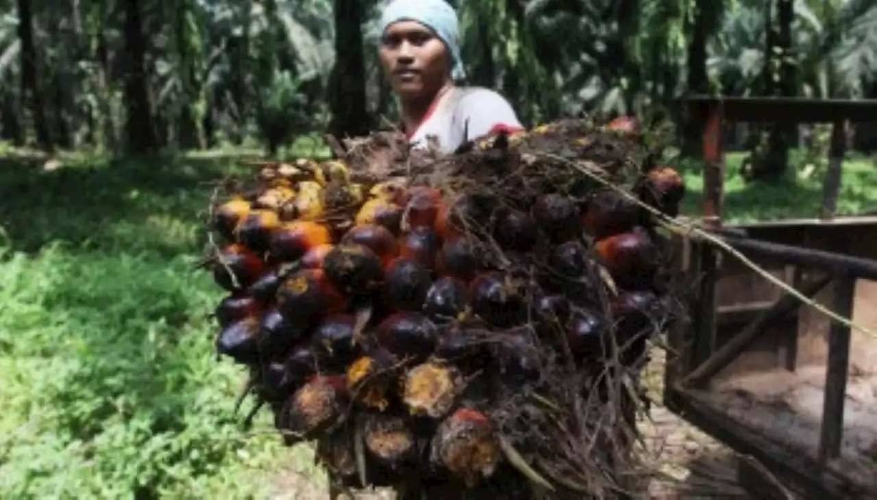 Alhamdulillah, Akhirnya Harga TBS Kelapa Sawit Bikin Petani Tersenyum