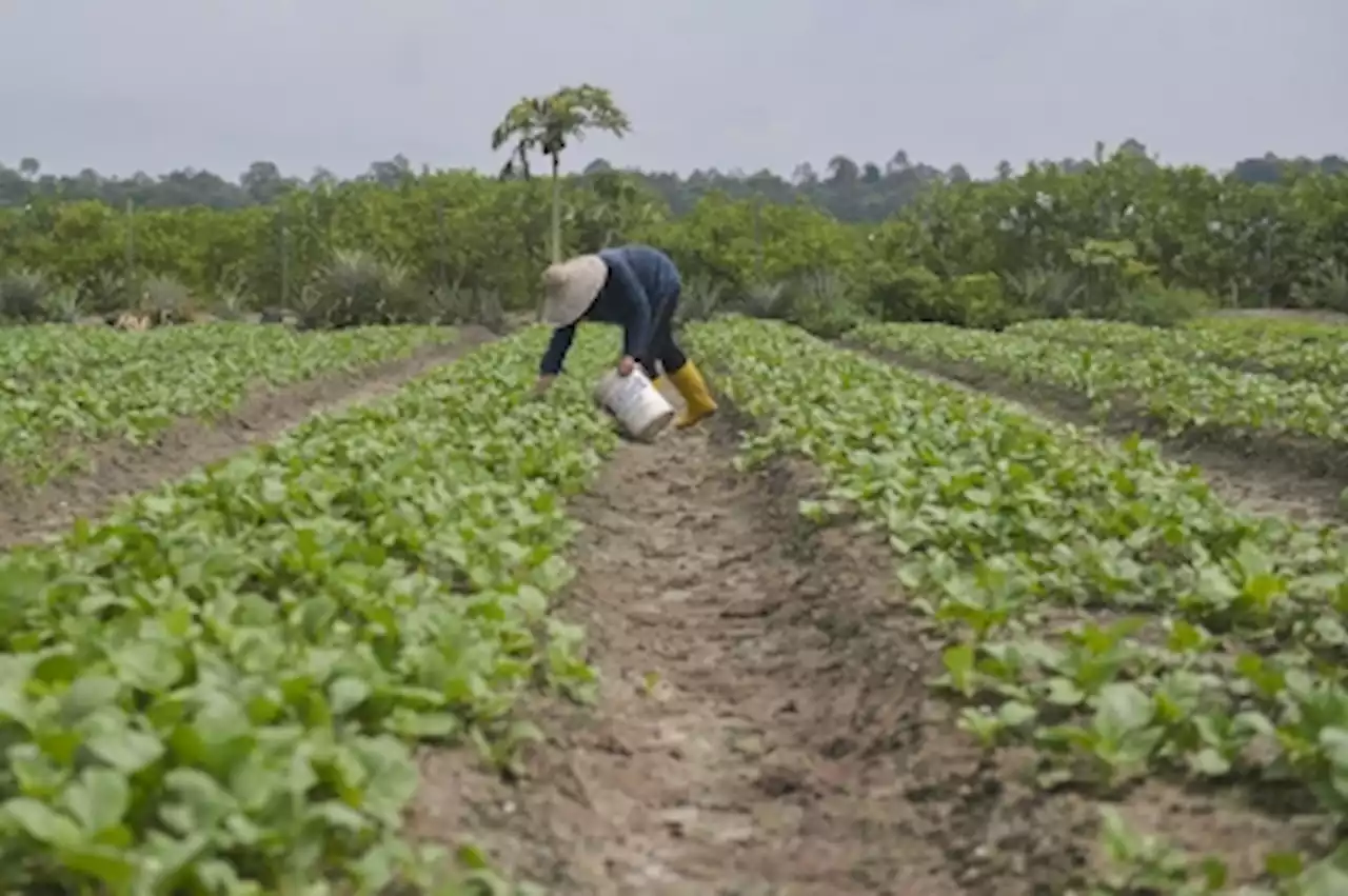 Report: Rainy weather causing vegetable supply shortage ahead of Ramadan