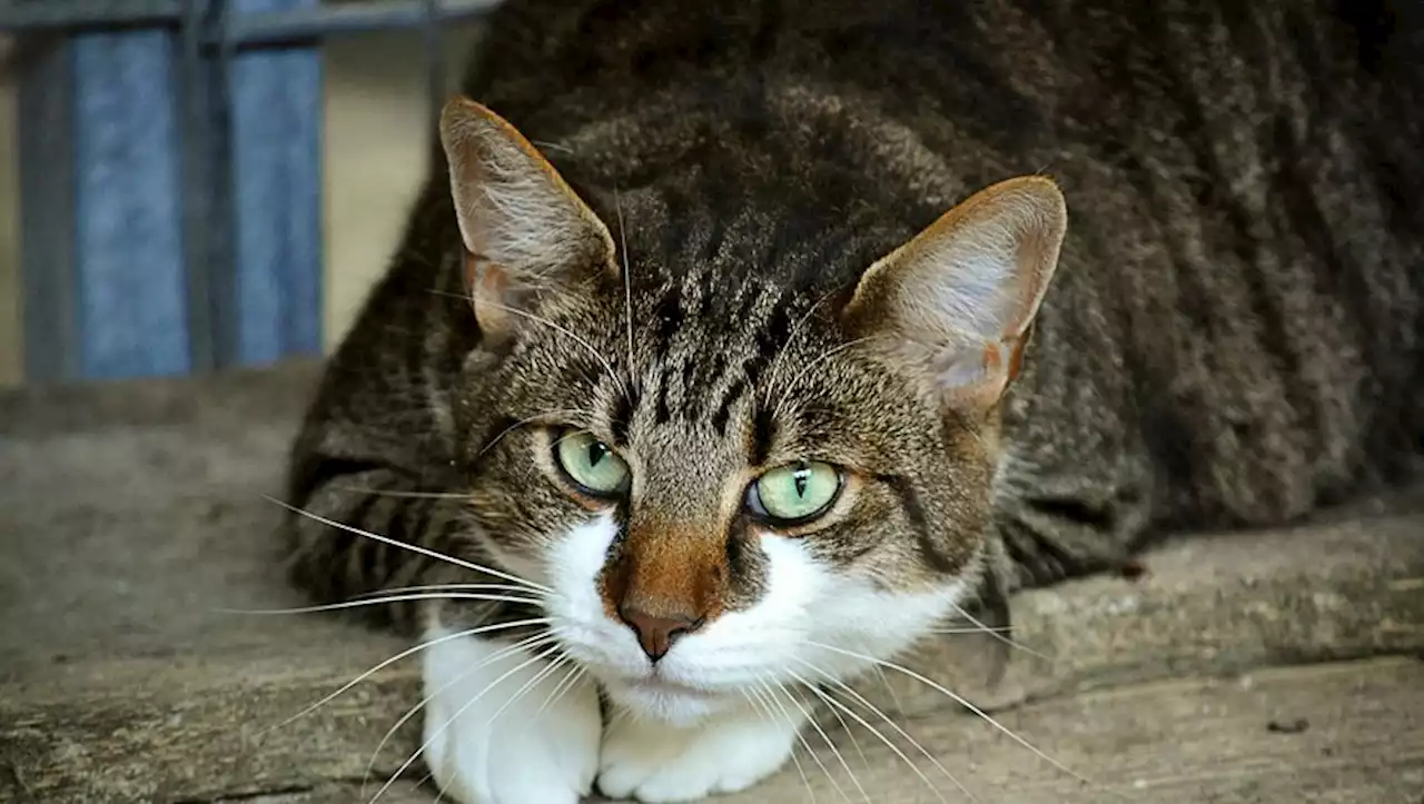 Mystérieuses disparitions de chats près de Rennes : un phénomène qui inquiète les propriétaires