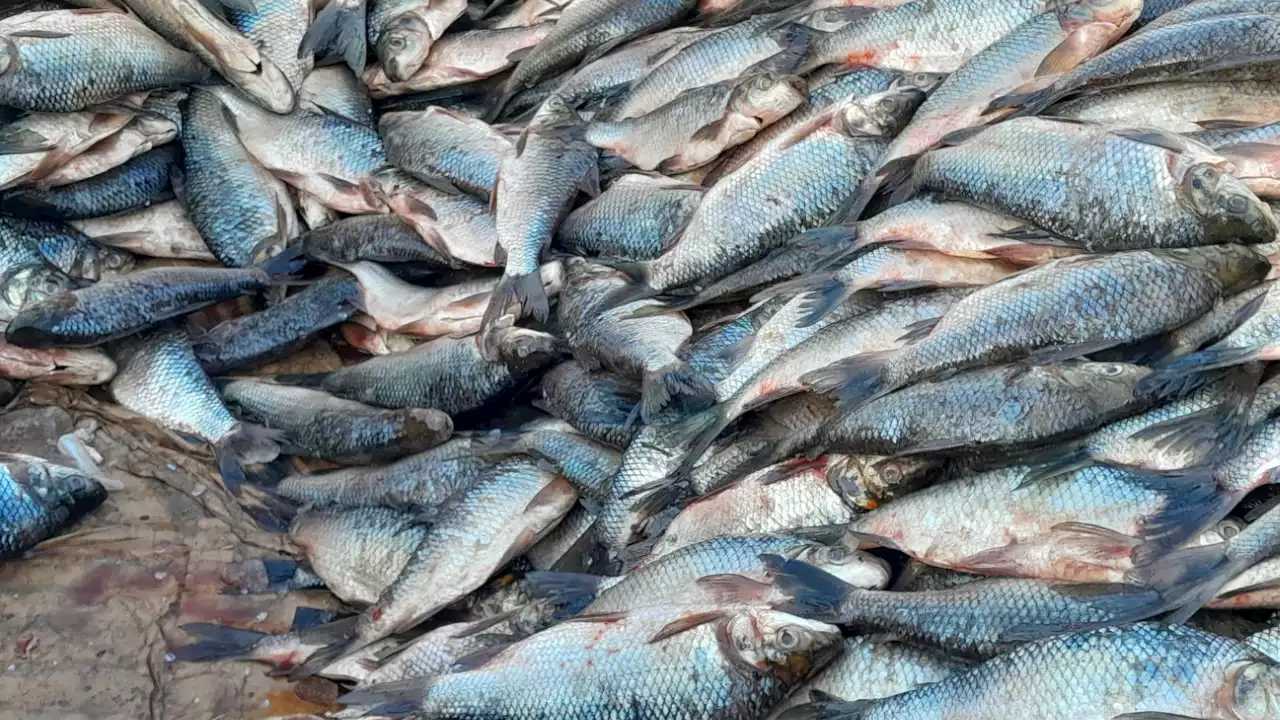 [FOTOS] Hay abundancia de pescados en algunos municipios antioqueños