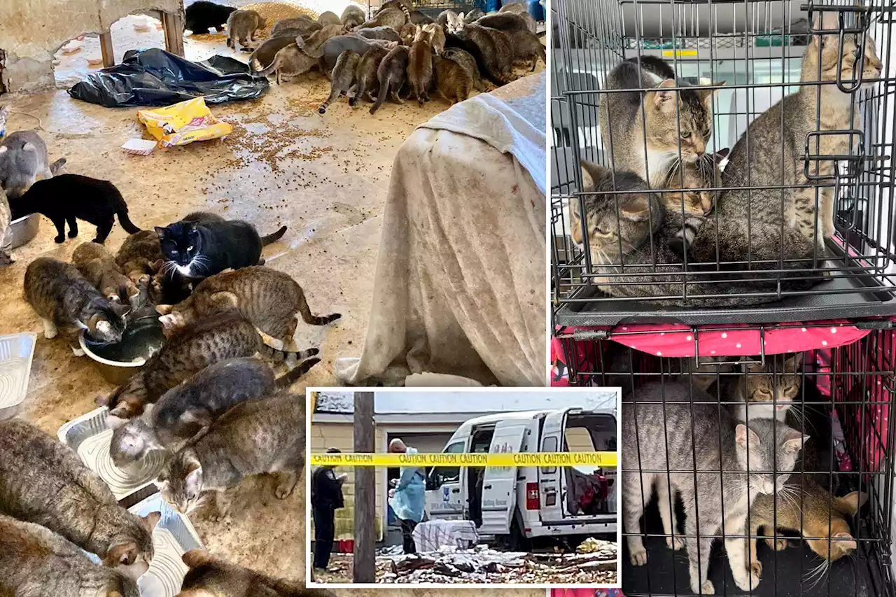 150 starving cats discovered in NY house where couple is found dead