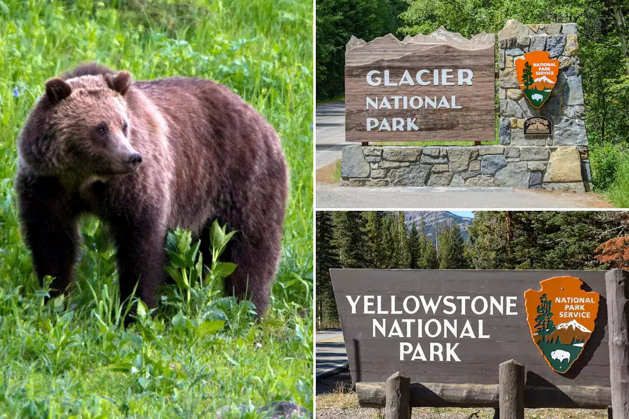 US may lift protections for Yellowstone, Glacier grizzlies