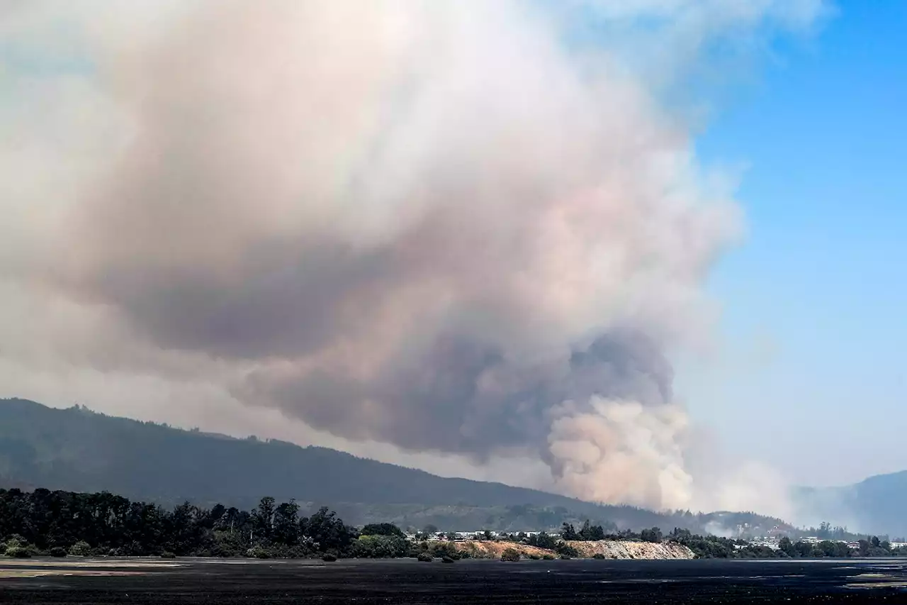 Cinco muertos en voraces incendios que consumen zona forestal en Chile: hay alerta roja - Pulzo