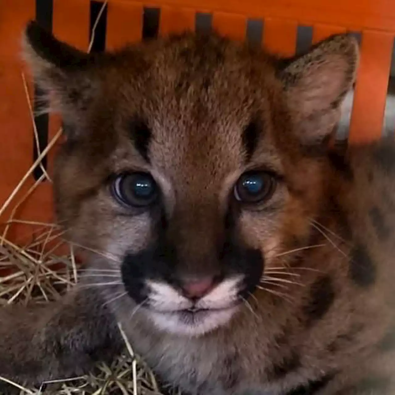 Expertos rescataron un cachorro de puma en Antioquia y ahora buscan a su madre - Pulzo