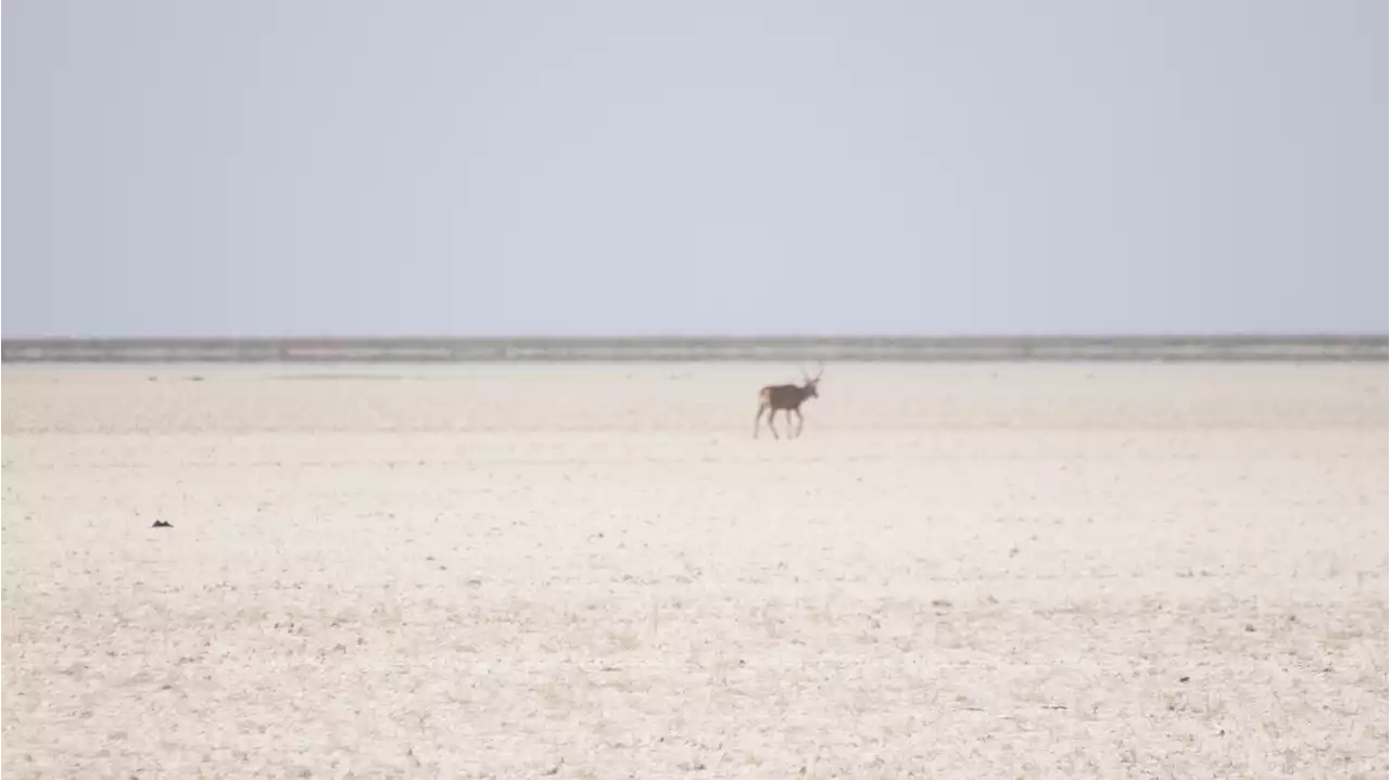 Doñana registra su récord de temperatura máxima, con mínimas de precipitaciones, en 2022