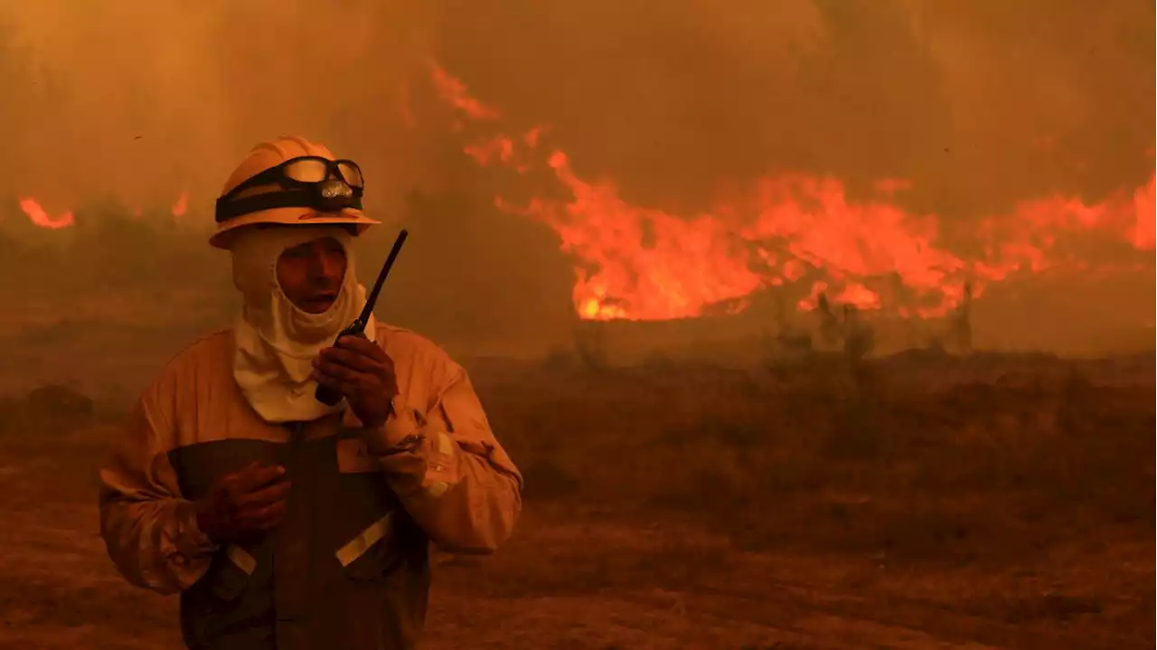 Regierung ruft den Notstand aus : Mindestens 13 Tote bei Waldbränden in Chile