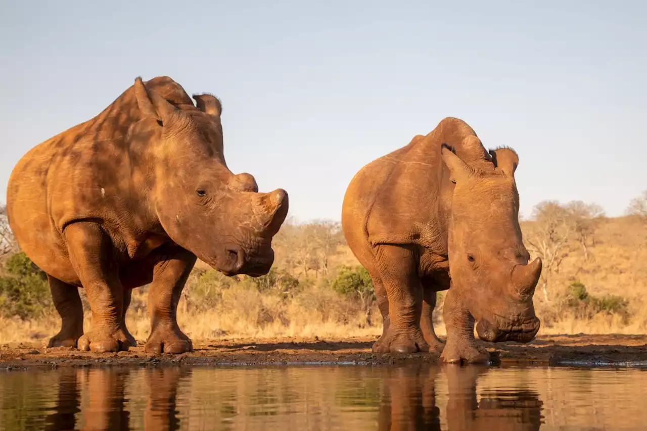 Two adult rhinos poached on safari farm in Eastern Cape | The Citizen