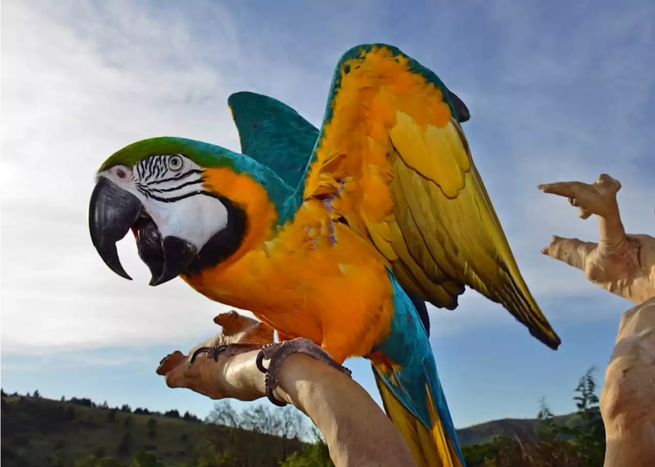 Burung kakak tua 'sergah' doktor hingga terjatuh, pemilik dipenjara dua bulan