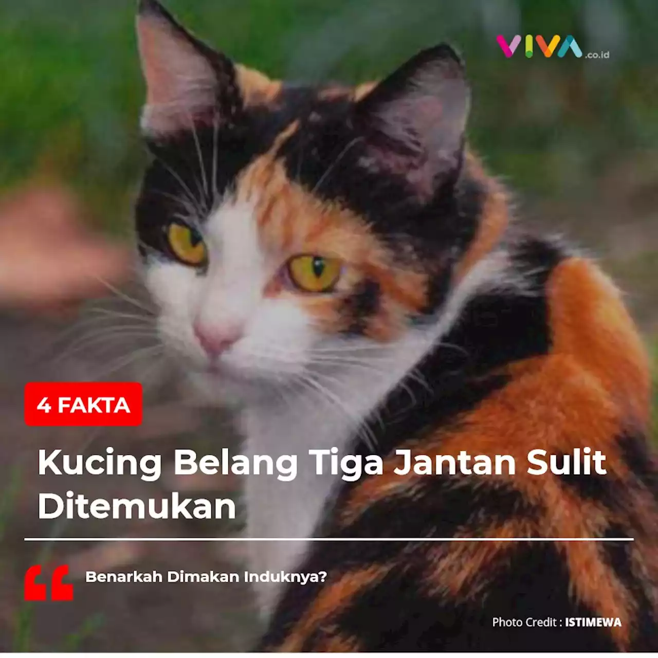 4 Fakta Kucing Belang Tiga Jantan Sulit Ditemukan, Benarkah Dimakan Induknya?