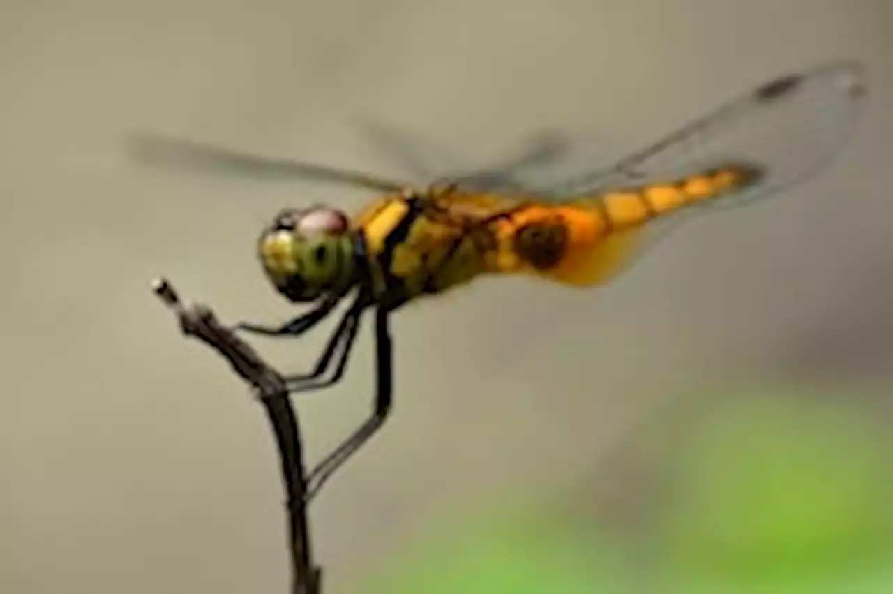 Essential insects in East Asia have declined massively, study finds