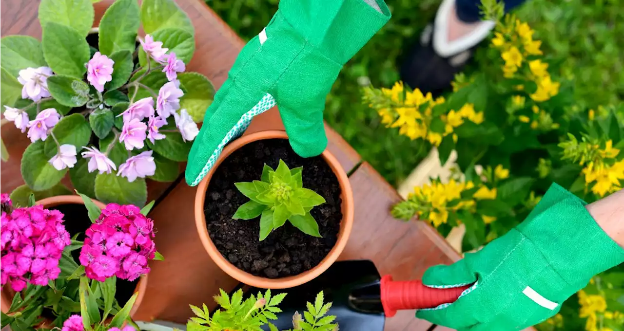 Community Gardening Could Boost Your Lifestyle and Your Health