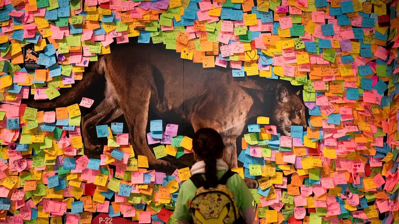 Famed LA mountain lion's death shines light on tribal talks