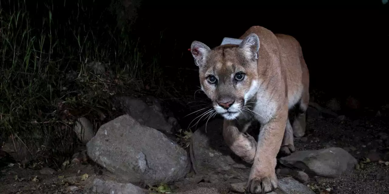 Los Angeles Gives Star Treatment to P-22, the ‘Brad Pitt’ of Mountain Lions