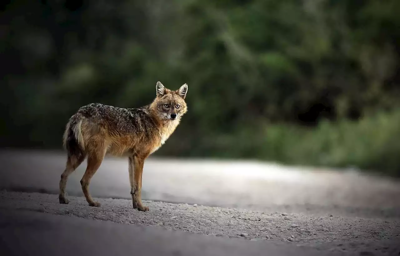 Un chacal doré observé pour la première fois en Bretagne