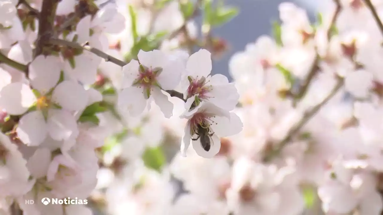 El almendro en flor congrega a miles de personas en Tejeda, Gran Canaria